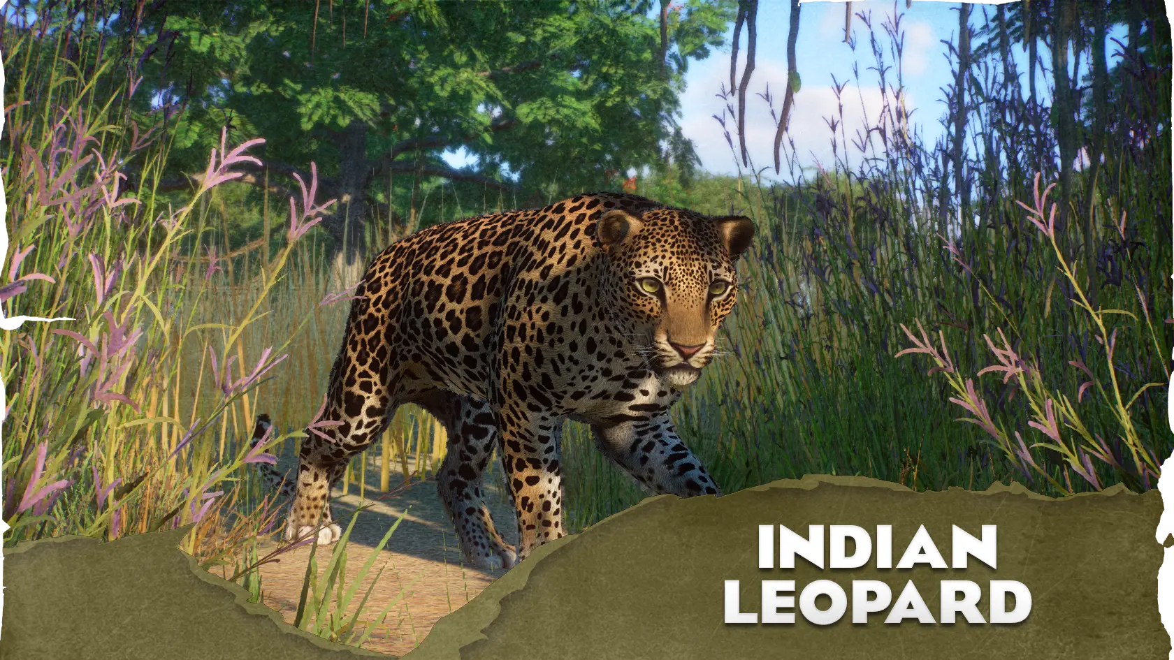 Planet Zoo "Индийский леопард, новый вид"