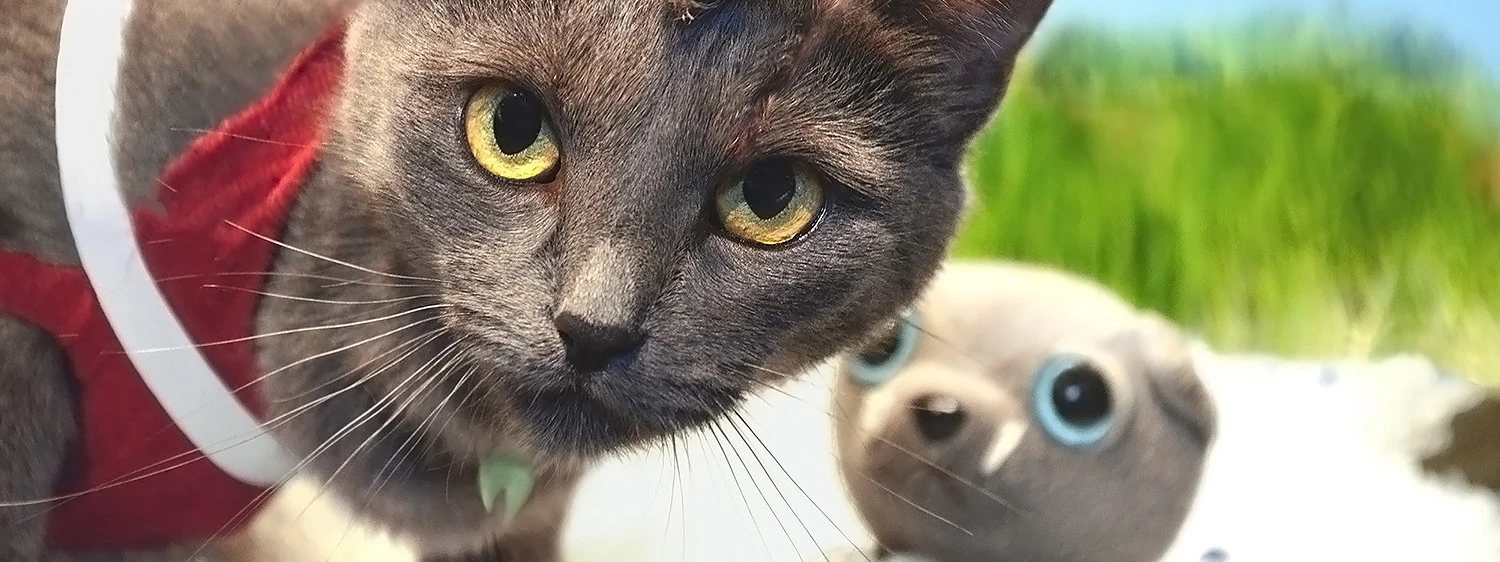 Кошачий косплей Far Cry 3 - Что такое Безумие