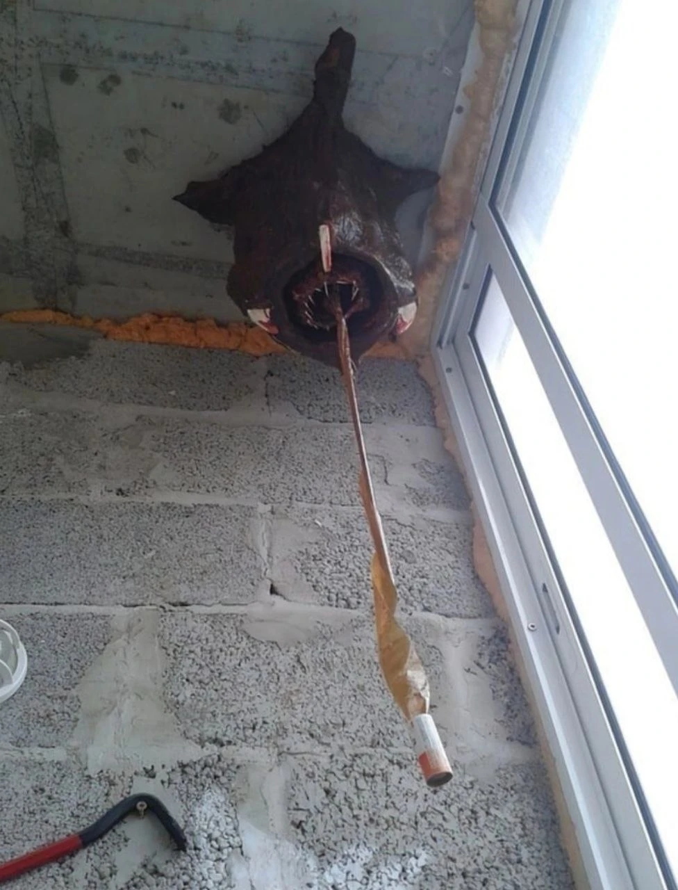 Дома у Фримена на балконе