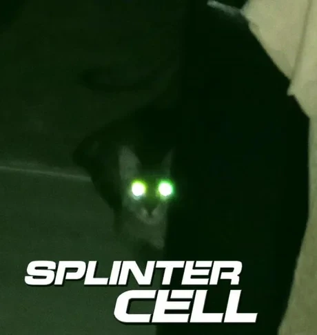 Сплинтер кот