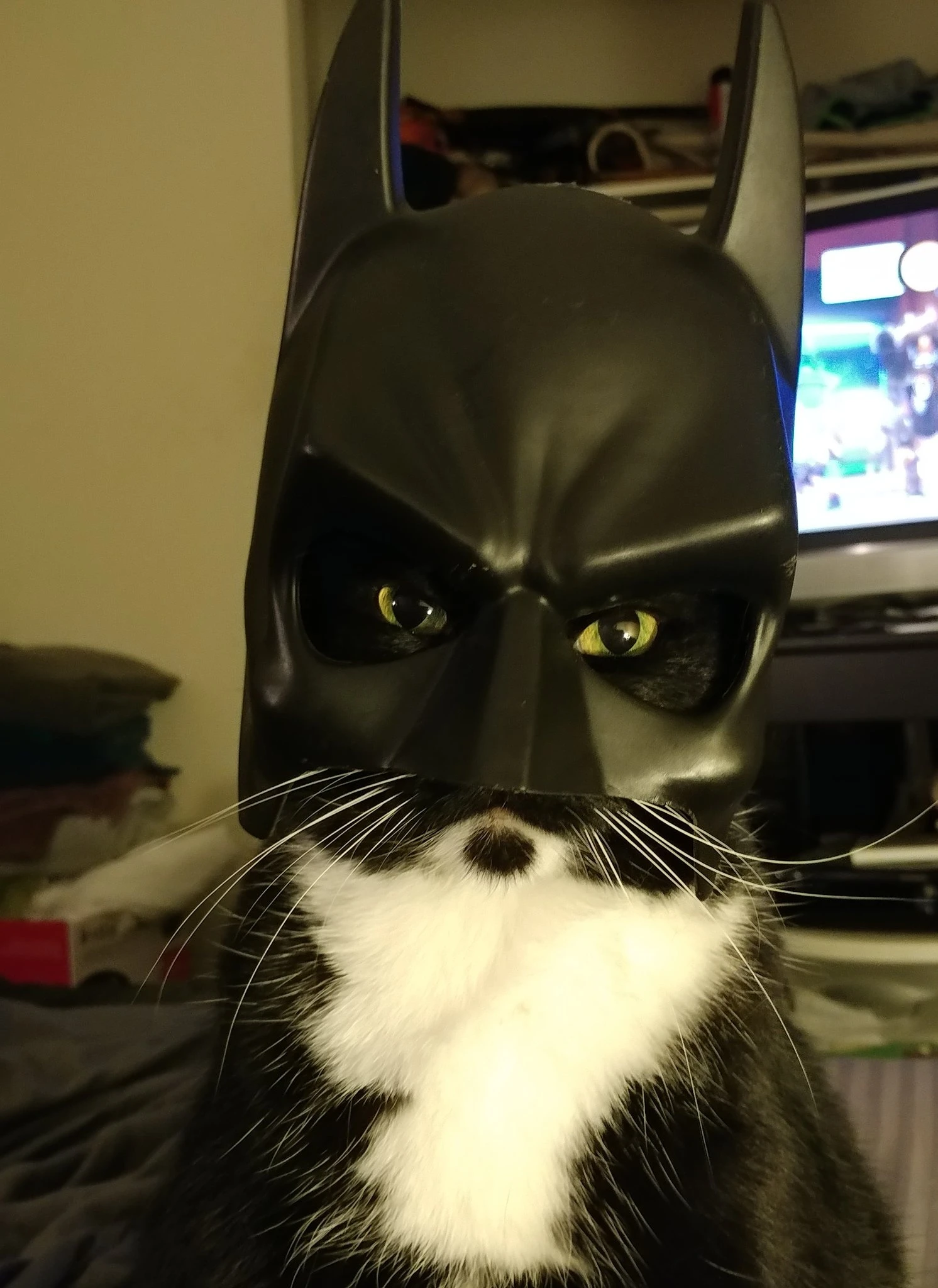 Где Вискас!? Говори, где он!