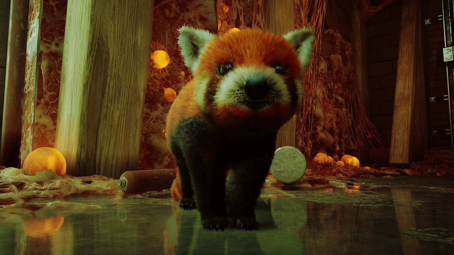 Stray "Красная панда"