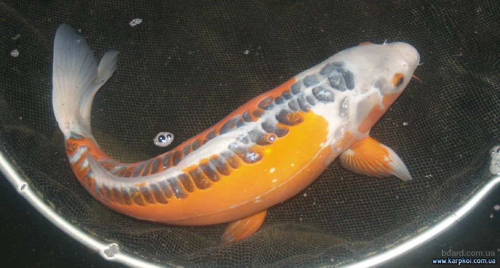 Koi - первая полностью китайская игра для PS4