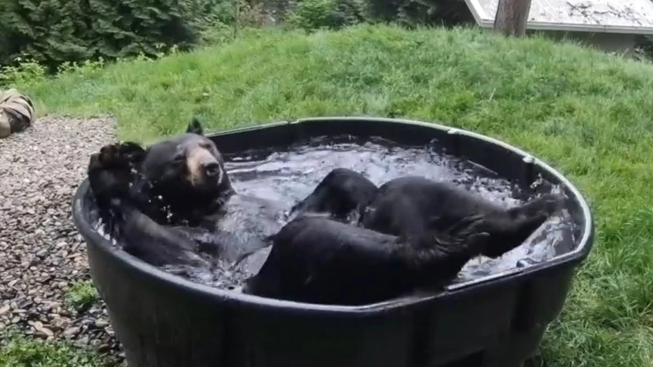 И создал Бог медведя