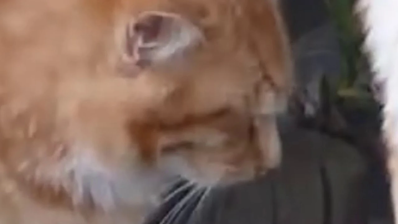 Вот как надо