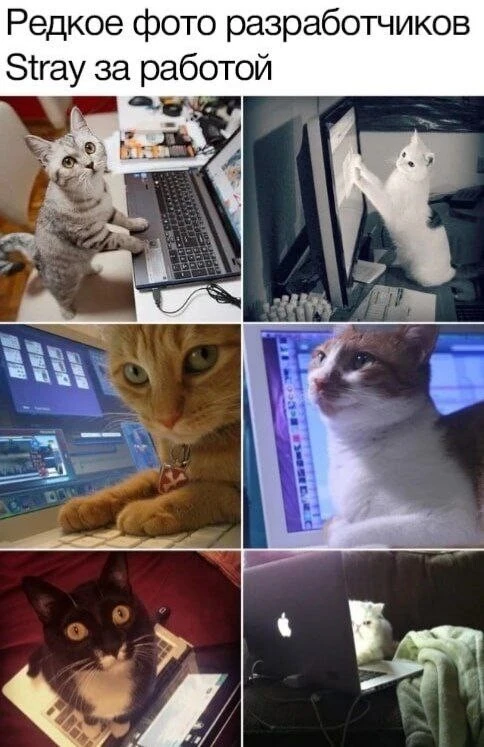 Несмотря на лапки