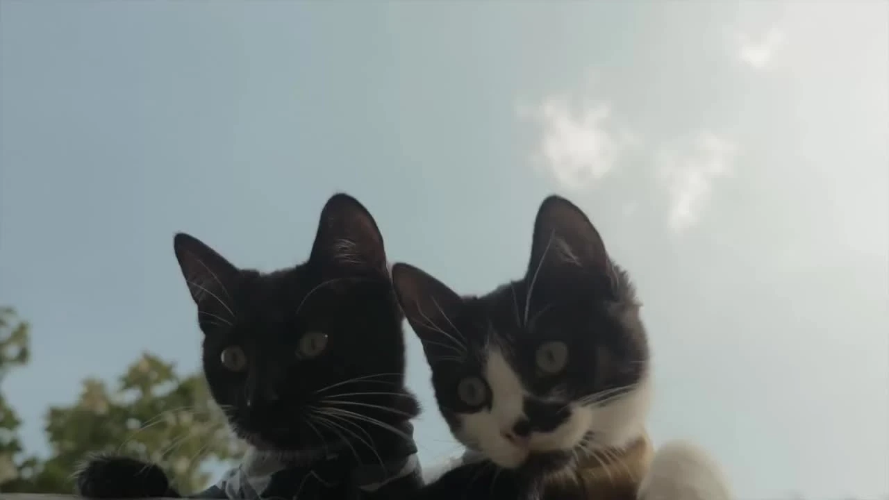 Cats vs Zombies [прикол]