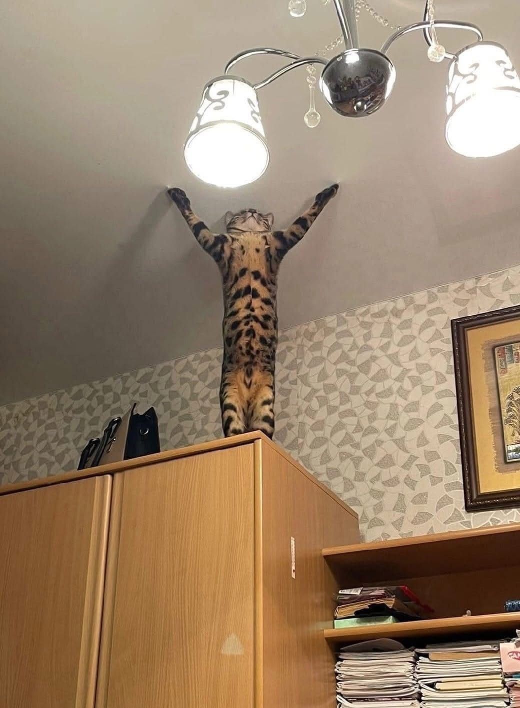 Восславь лампу