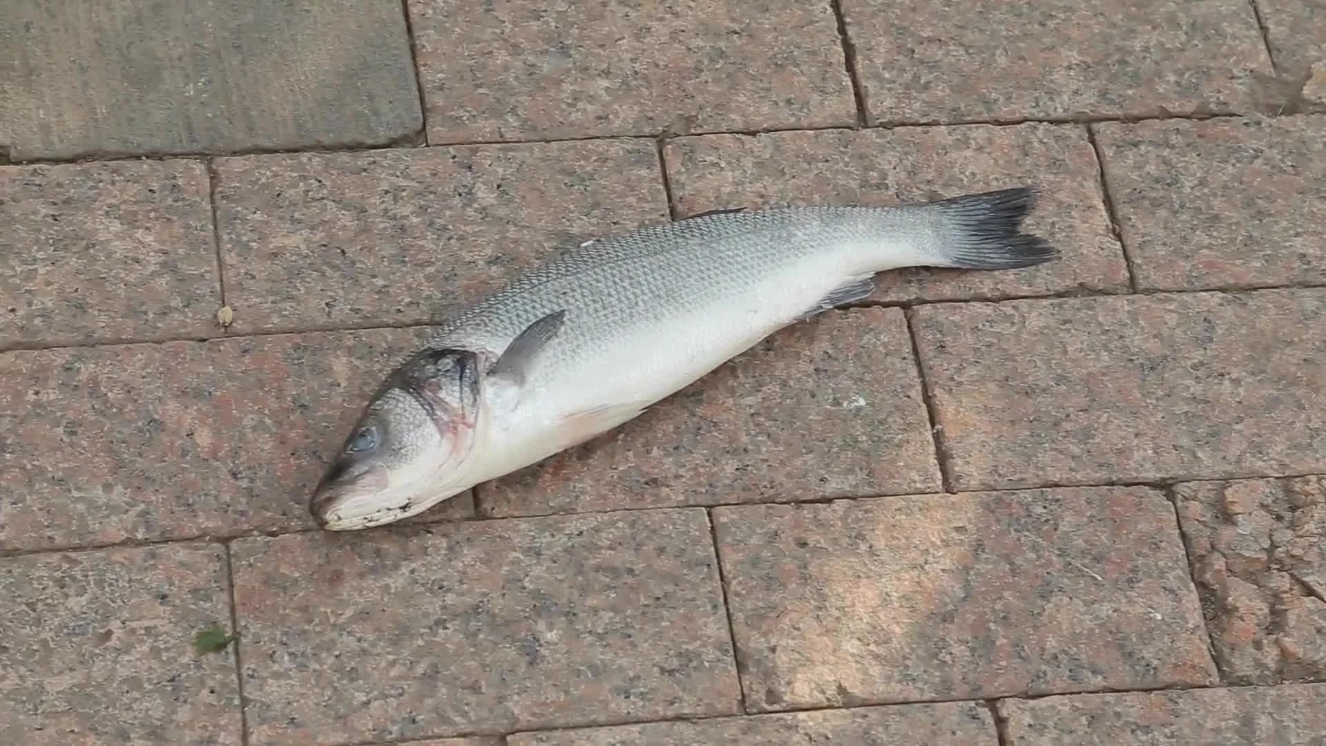 "Ловцы Go": "Билайн" выпустил ролик, пародирующий игроков Pokemon Go