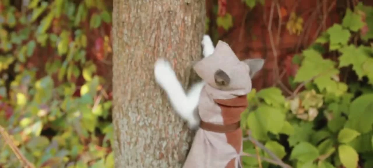 Прикол: Коты-ассасины