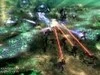 Command & Conquer 3: Tiberium Wars на подходе