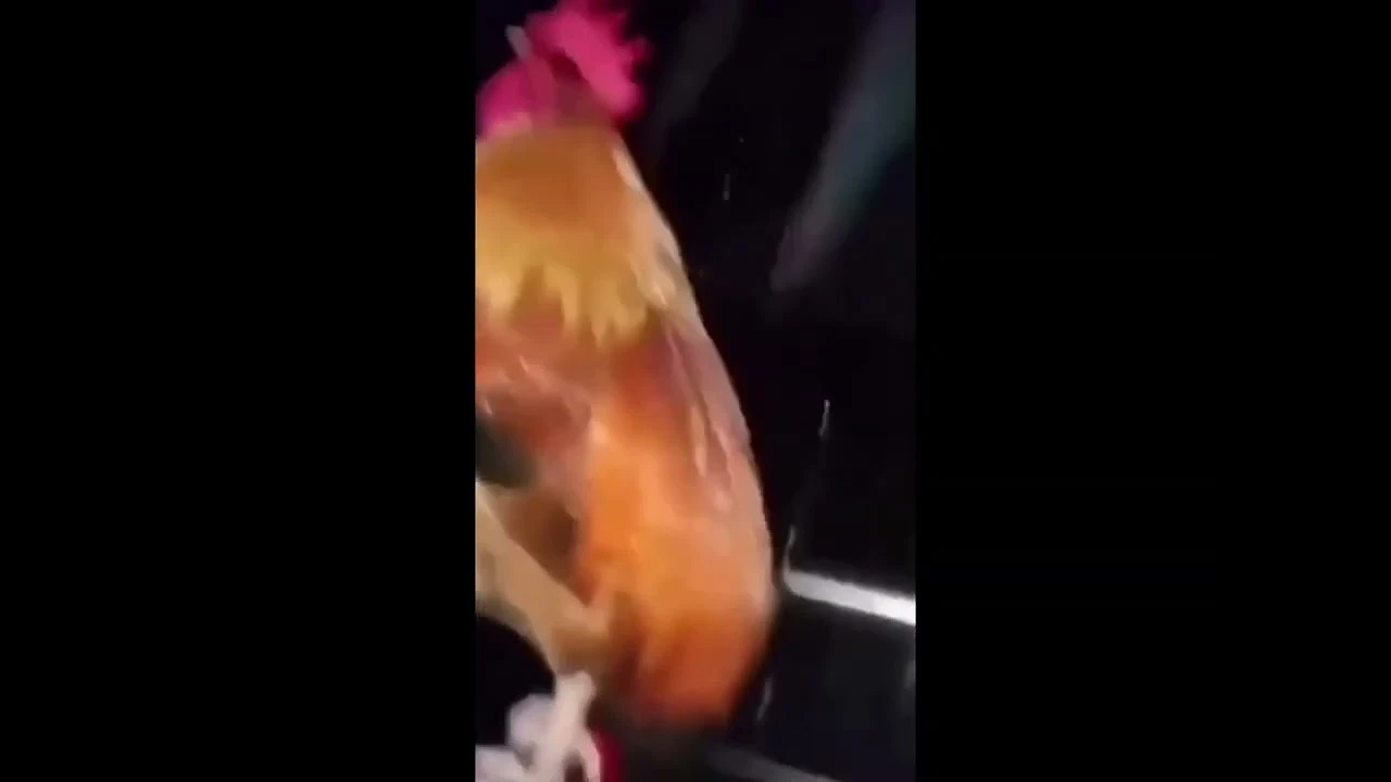 Якудза 3, но это петух под дождём