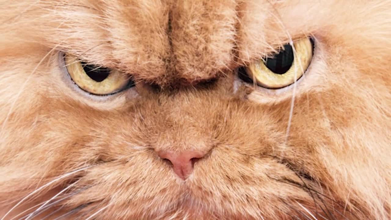 Звук кота злого