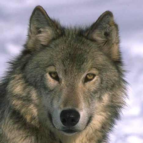 koldun Мои картинки... кому не нравяться - от'ebiтесь