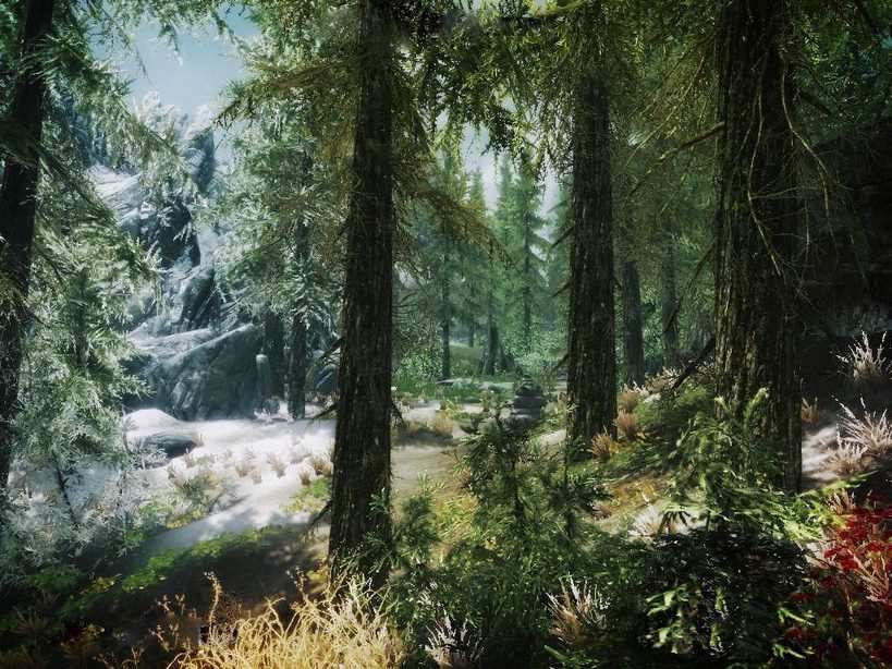 Skyrim net. Скайрим лес. skyrim лес.