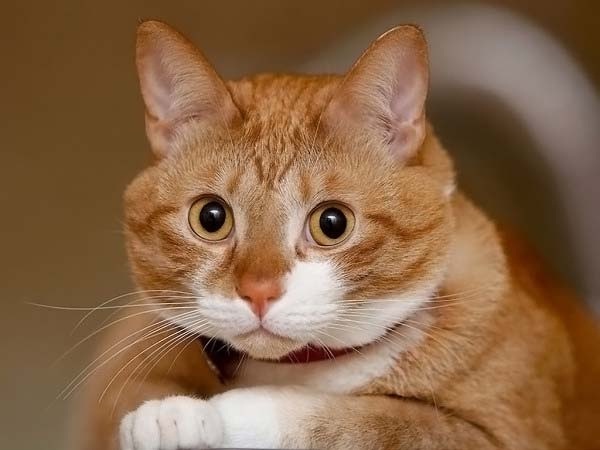 [Без названия]