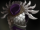 Blade Mail (2200)