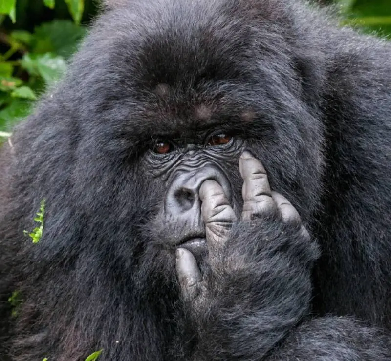 Баба яга 20 века