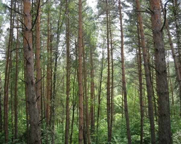 Порно С Самотыками В Зад Девочки