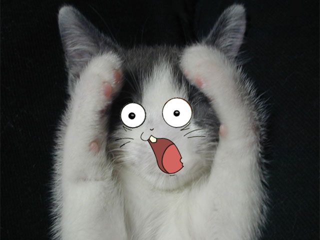 Очень удивленный котик. Курящий кот в шоке. Кот в шоке фото. Кот сам в шоке. Я в шоке картинки прикольные.