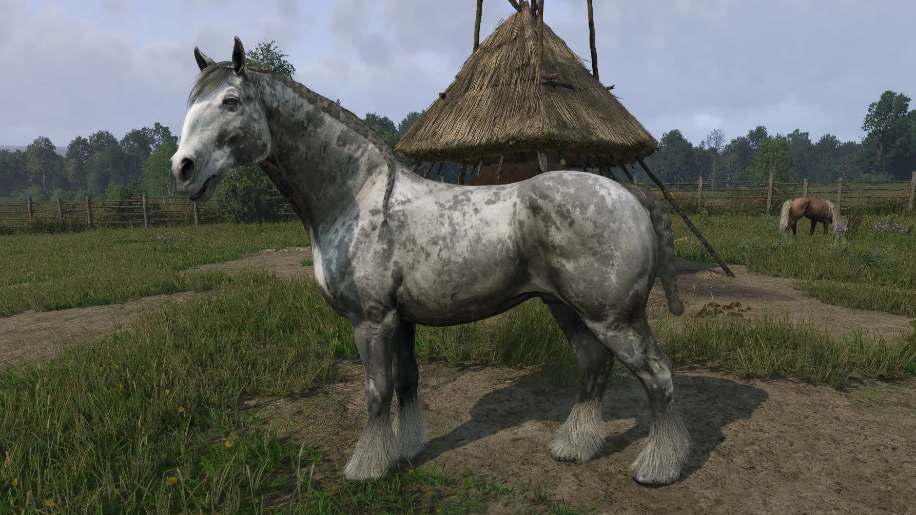 Svadilfari - Noble - Braid